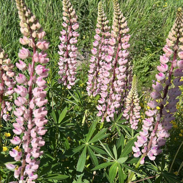 🌿💐 Tule tekemään itsellesi vieraslajikimppu ja auta samalla ympäristöä! 💐🌿
Kellahden kylätalon ympäristössä kasvaa vieraslajeja, joita poistamalla autamme luonnon monimuotoisuutta ja annamme tilaa kotoperäisille kasveille.
Nyt voit yhdistää hyödyllisen ja kauniin: tule poimimaan vieraslajeista itsellesi kimppu! Samalla osallistut ympäristön hoitoon ja vieraslajien torjuntaan.
📍 Paikka: Kellahden kylätalon ympäristö
🌿 Poimi niin paljon kuin haluat kimpuksi tai maljakkoon
🌱 Jokainen poimittu varsi auttaa vähentämään vieraslajien leviämistä
Ota mukaan sakset ja tule tekemään kesäinen kimppu samalla, kun teet hyvän teon luonnolle. Pienikin apu on arvokasta!
Tarkistathan, että kasvit käsitellään ja hävitetään asianmukaisesti, jotta vieraslajit eivät pääse leviämään uusiin paikkoihin.
Tervetuloa mukaan pitämään Kellahden kylätalon ympäristö viihtyisänä ja luonnolle ystävällisenä! 🌿💚