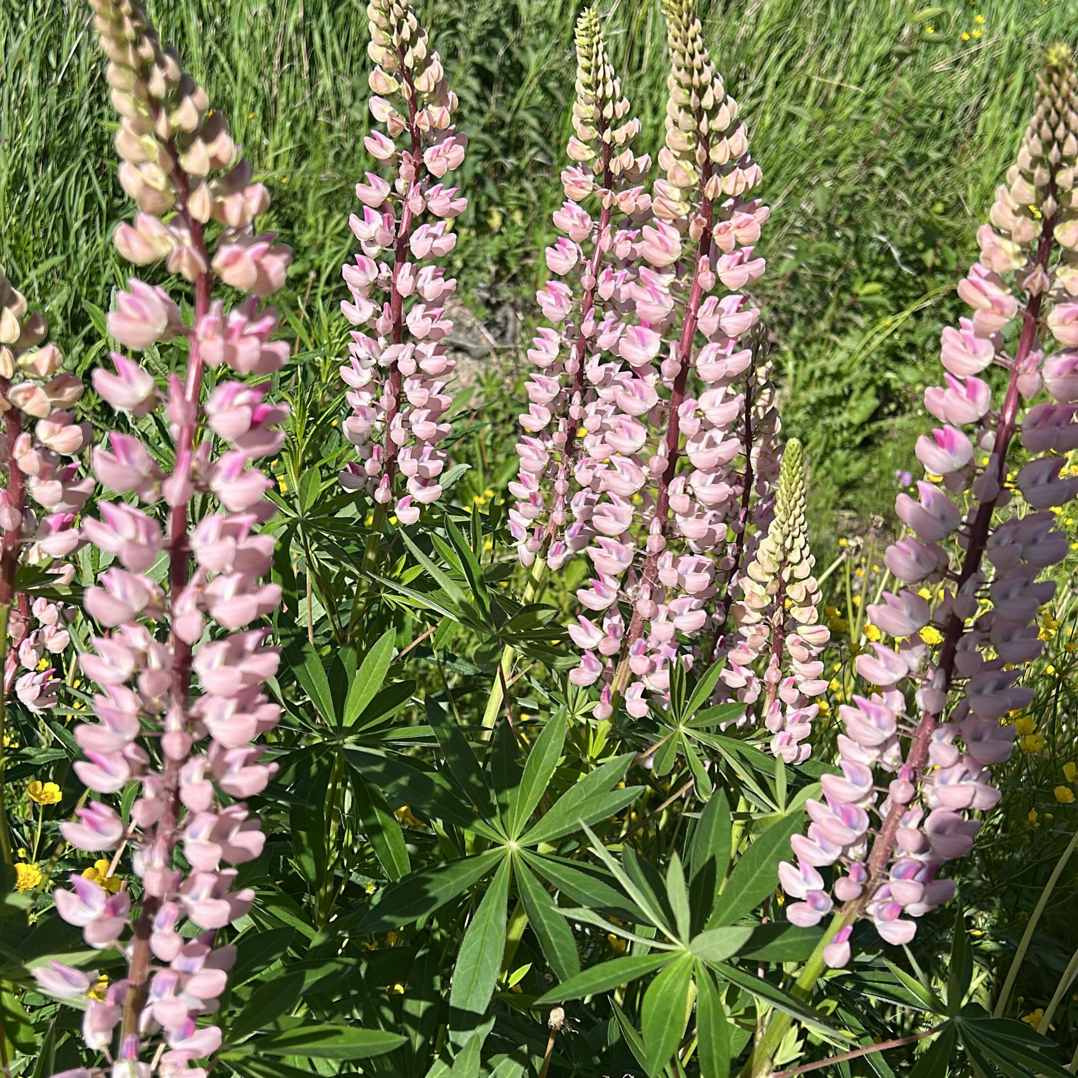 🌿💐 Tule tekemään itsellesi vieraslajikimppu ja auta samalla ympäristöä! 💐🌿
Kellahden kylätalon ympäristössä kasvaa vieraslajeja, joita poistamalla autamme luonnon monimuotoisuutta ja annamme tilaa kotoperäisille kasveille.
Nyt voit yhdistää hyödyllisen ja kauniin: tule poimimaan vieraslajeista itsellesi kimppu! Samalla osallistut ympäristön hoitoon ja vieraslajien torjuntaan.
📍 Paikka: Kellahden kylätalon ympäristö
🌿 Poimi niin paljon kuin haluat kimpuksi tai maljakkoon
🌱 Jokainen poimittu varsi auttaa vähentämään vieraslajien leviämistä
Ota mukaan sakset ja tule tekemään kesäinen kimppu samalla, kun teet hyvän teon luonnolle. Pienikin apu on arvokasta!
Tarkistathan, että kasvit käsitellään ja hävitetään asianmukaisesti, jotta vieraslajit eivät pääse leviämään uusiin paikkoihin.
Tervetuloa mukaan pitämään Kellahden kylätalon ympäristö viihtyisänä ja luonnolle ystävällisenä! 🌿💚