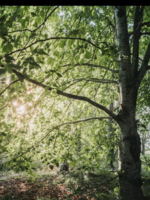 🌿 Enemmän kuin pelkkä rakennus

Kylätalon yhteydessä:

– pururata ja urheilukenttä
– juhlametsikkö ja toimintapuisto
– kylän kierrätyspiste, kylänraittia
– runsaasti parkkitilaa, lähellä @kellahdenkartano n palvelut! Myös @ravintolapikkux - catering tuntee paikan! 

Talvella kentälle jäädytetään talkoovoimin luistelujää.
Luonto ja tila samassa paketissa.
 
#kellahdenkylätalo