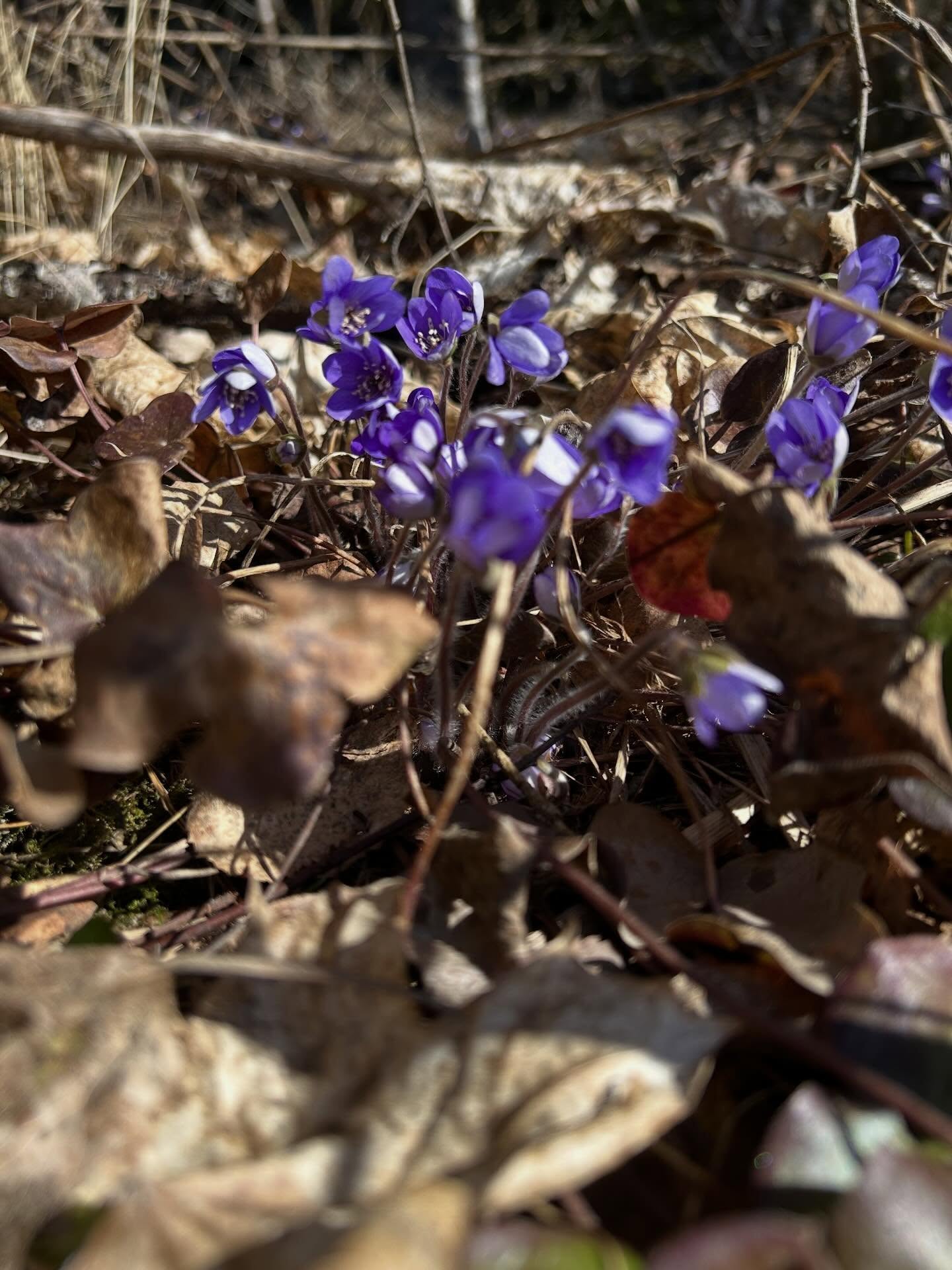 Kevät tekee hiljaa tuloaan, ja sen ensimmäiset terveiset ovat täällä 💙

Onko sinivuokkoja jo näkynyt sinun lähimetsässäsi? Onko klapit jo tehty? Mitä muuta keväthommia on tiedossa? 

#kellahti #kellahtikjällfjärd