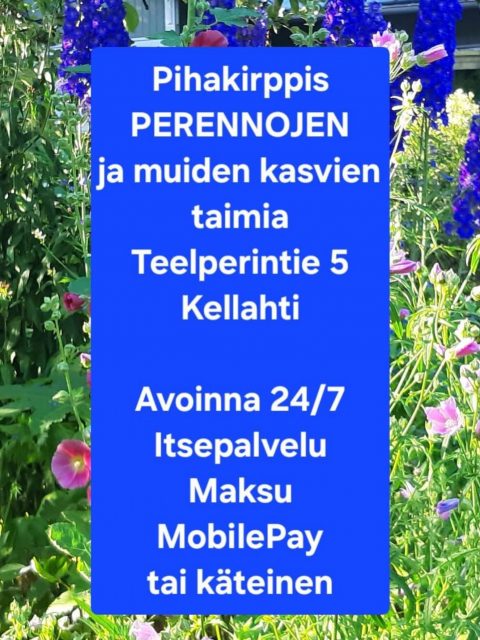 🌿 Perennojen myynti on alkanut! 🌿 

16.05.2026

Pihakirppiksellä perennojen ja muiden kasvien taimia 🌸

📍 Teelperintie 5, Kellahti, @kellahdenkartano vieressä! 
🕒 Avoinna 24/7 
Itsepalvelu 
Maksu MobilePay tai käteinen

Taimiluetteloa päivitetään ajoittain.

Saatavilla mm.:
🌸 Ketoruusuruoho 
🌸 Akileija 
🌸 Metsäunikko 
🌸 Ruusumalva 
🌸 Köynnöspinaatti 
🌸 Varjolilja (Unto Vannas -kanta) 
🌸 Kotkansiipisaniainen 
… ja paljon muuta!

🌳 Puita ja pensaita:
• Tammi 
• Näsiä 
• Hevoskastanja 
• Kääpiösorvarinpensas 
… jne.

Tervetuloa tekemään puutarhalöytöjä! 🌱